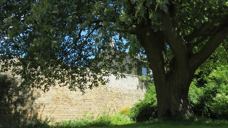 One Of Whalton Villages Mature Trees