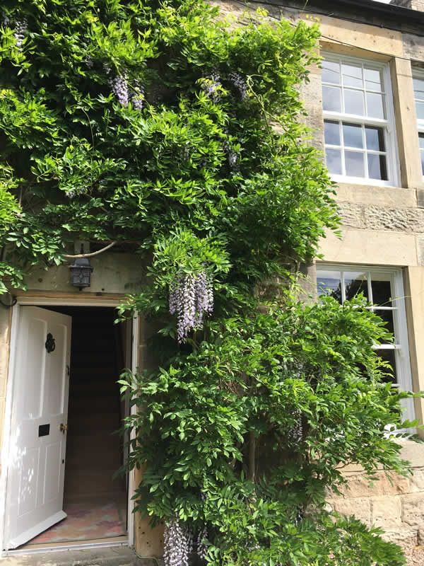 Welcoming Wisteria 